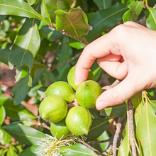 Load image into Gallery viewer, Macadamia (100g) - Thehivebulkfoods
